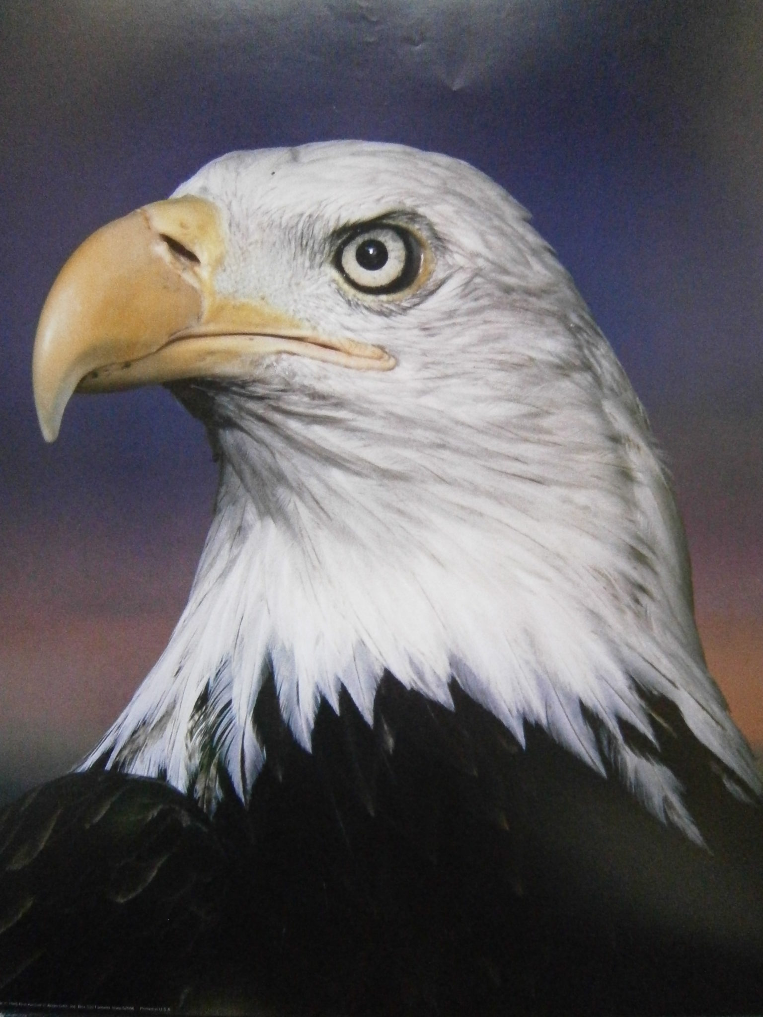 Bald Eagle Poster Plus