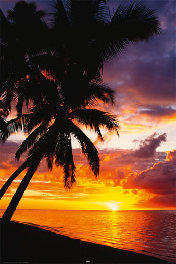 Sunset Palm Tree — Poster Plus