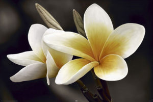 Frangipani