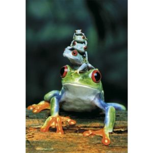 Tree-Frog Stack Poster