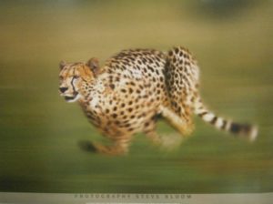 Cheetah Running Mini Poster