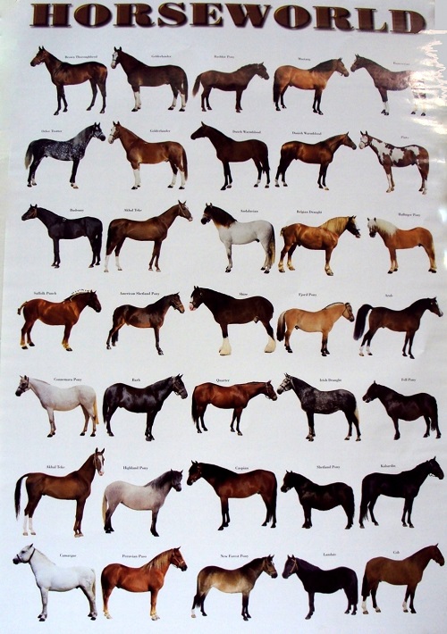 Horseworld — Poster Plus