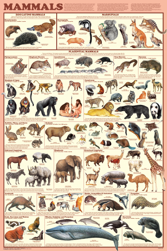 Mammals — Poster Plus