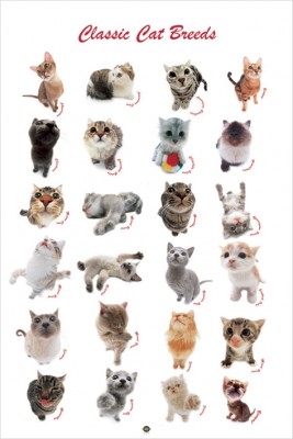 Katzen Größe 61x91,5 cm Poster Druck Tier Classic Cat Breeds 