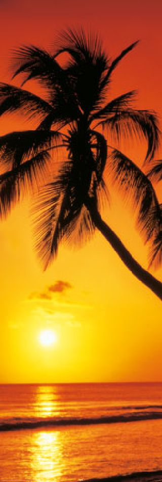 Palm Sunset — Poster Plus