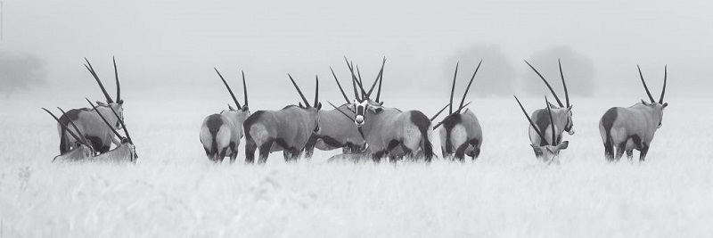Gemsboks South African Oryx Gazelles Jumbo Poster — Poster Plus