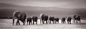 Line Of Elephants Jumbo Poster