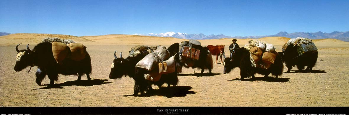 Yak In West Tibet By Davide Camisasca Poster Plus