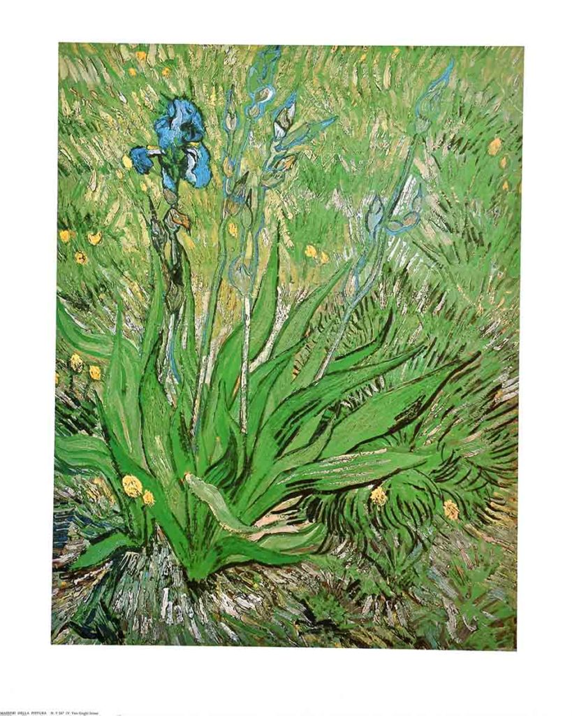 Vincent Van Gogh Irises Poster Plus   FNY247 Vincent Van Gogh Irises 819x1024 