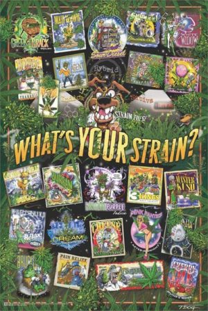 T-Dog Weed Strains Poster