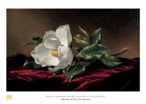 Martin Johnson Heade - Magnolia Grandiflora Art Print