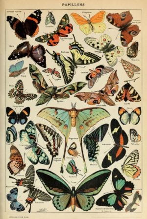 Adolphe Millot - Papillons Butterflies Poster