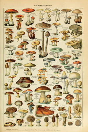 Adolphe Millot - Champignons Mushrooms Poster