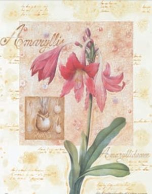 Amaryllis Art Print