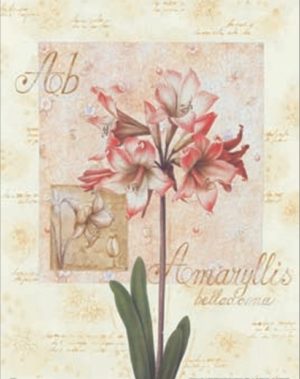 Jersey Lily Latin Script Art Print