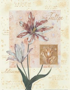 Tulip Latin Script Art Print