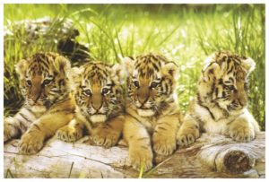 Four Tiger Cubs Poster