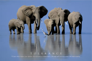 Tolerance Elephants Poster