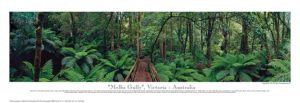 Phil Gray - Melba Gully 1997 Photographic Print