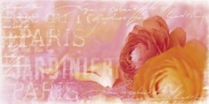 Red Ranunculus Art Print