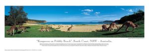 Phil Gray - Kangaroos on Pebbly Beach 2000 Photographic Print