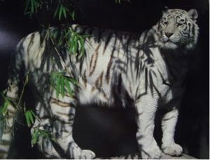 White Tiger Bamboo Mini Poster