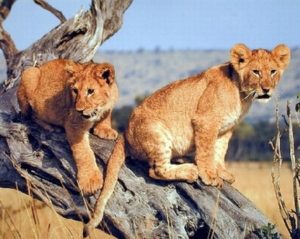 Lion Cubs Mini Poster