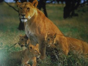 Lioness and Cubs