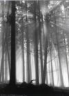 Forest Dawn Photographic Print