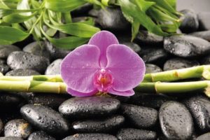Orchid on Bamboo Poster
