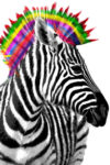 Zebra Punk