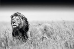 Lion Kings of Nature Poster