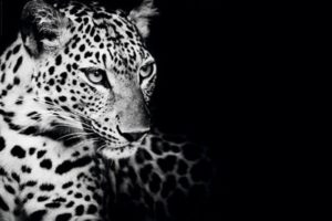 Leopard Kings of Nature Poster