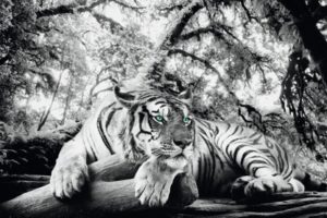 Tiger Is Watching Poster