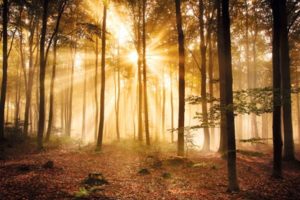 Enlightened Forest