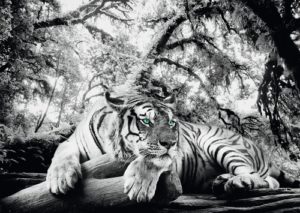 Tiger is Watching Giant Poster