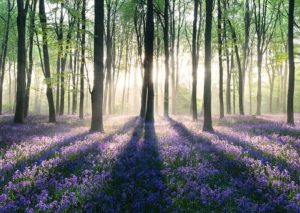 Enchanted Forest Giant Poster