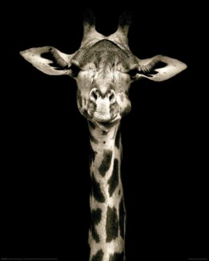 Giraffe Kings of Nature Mini Poster