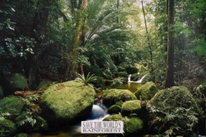 Save the World's Rainforest Poster