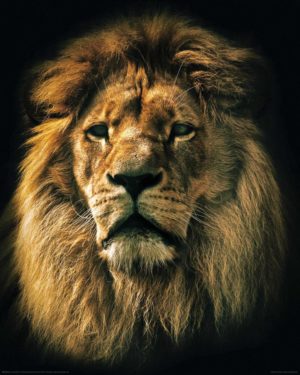 Lion in the Dark Mini Poster
