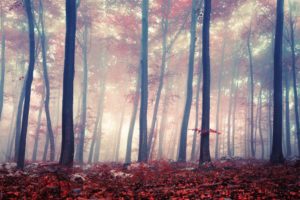 Coloured Forest