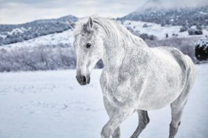 White Horse in the Snow Poster