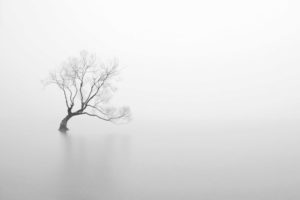 Silent Tree Poster