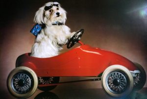 Dog in Car