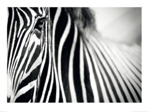 Eye Of The Zebra Photographic Print