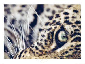 Eye Of The Leopard Photographic Print