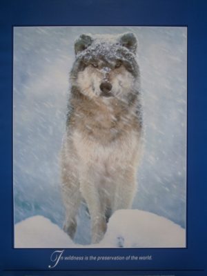 Arctic Wolf In Wildness is the Preservation of the World NARROW Mini Poster