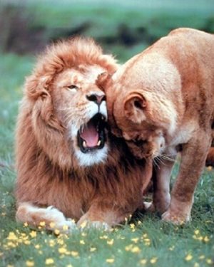 Lion and Lioness