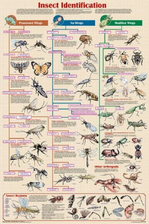 Insect Identification Chart Poster