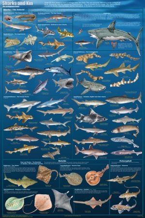 Sharks and Kin